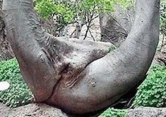 Thailand's Vagina Tree
