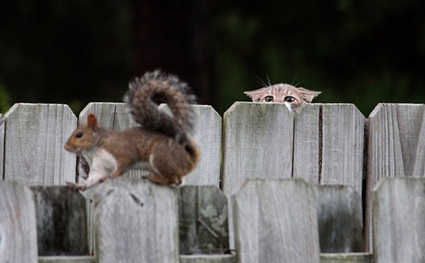 Cat and Squirrel