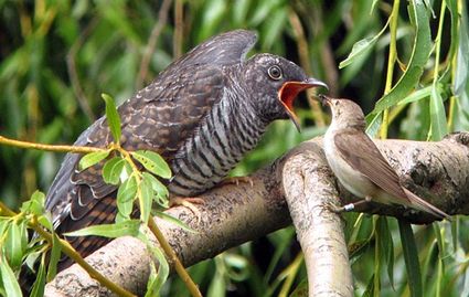 Cuckoo baby on the left, warbler on the right