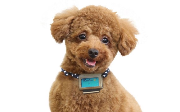 Dog Model